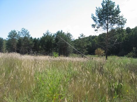 The nature of central Ukraine in summer. Fields and woodland.