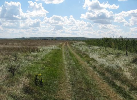 The nature of central Ukraine in summer. Fields and woodland.