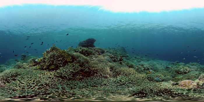 Underwater fish garden reef. Reef coral scene. Coral garden seascape. Philippines. 360 panorama VR