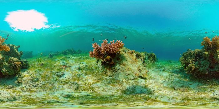 Underwater fish garden reef. Reef coral scene. Seascape under water. Philippines. Virtual Reality 360.