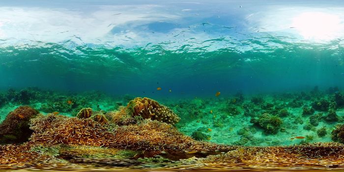 Underwater world with coral reef and tropical fishes. Travel vacation concept 360 panorama VR