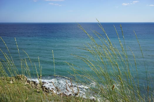 high herbaceous plant bright Sunny summer day on the background of blue sea