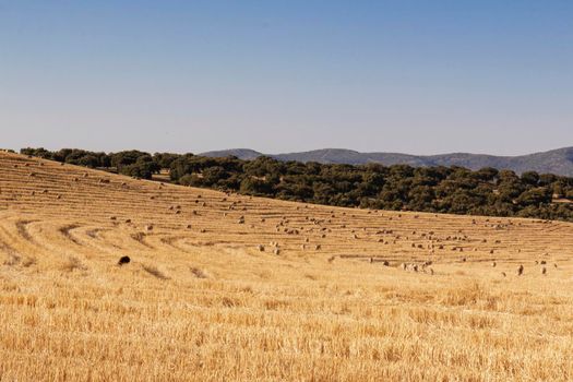 sheep grazing cereals on a farm at sunset in southern Andalusia, Spain