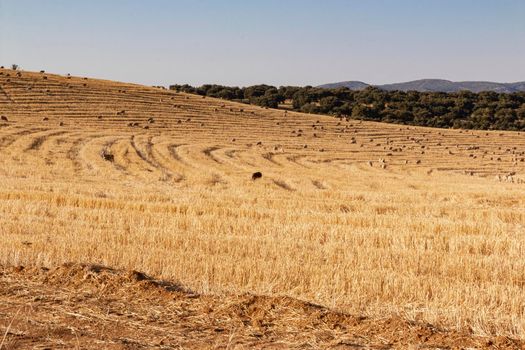 sheep grazing cereals on a farm at sunset in southern Andalusia, Spain