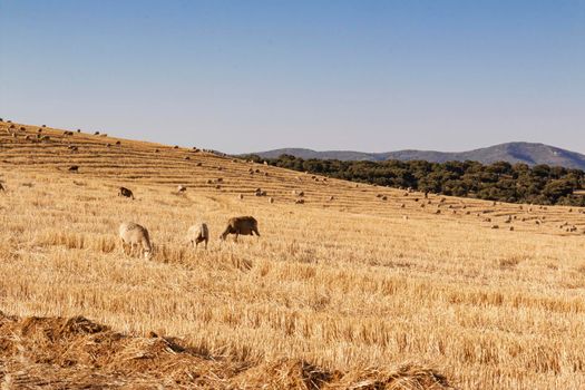 sheep grazing cereals on a farm at sunset in southern Andalusia, Spain