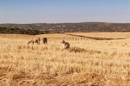 sheep grazing cereals on a farm at sunset in southern Andalusia, Spain