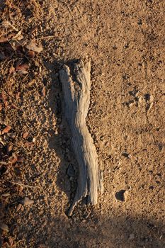 Acorn tree root on a country road at sunset in southern Andalusia, Spain