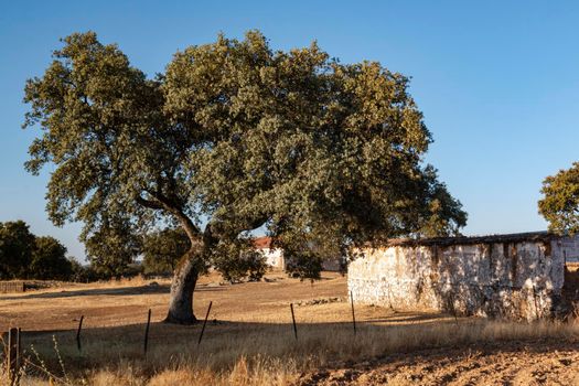 Acorn tree at sunset in southern Andalusia, Spain