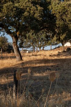 Acorn tree at sunset in southern Andalusia, Spain