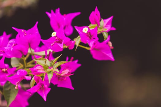 Bright pink bougainvillea flowers on blurred green background with bokeh. Russia, Sochi.