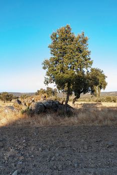 Acorn tree at sunset in southern Andalusia, Spain