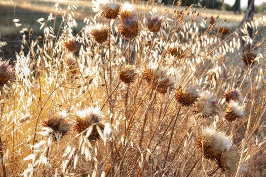 Dried thistles at sunset in southern Andalusia, Spain