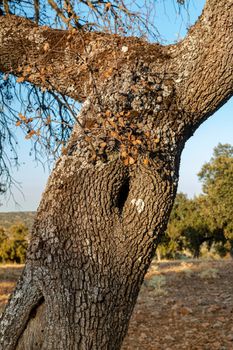 Trunk of an old acorn tree at sunset in southern Andalusia, Spain