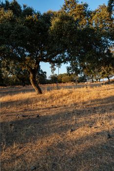 Swing in an acorn tree at sunset in southern Andalusia, Spain