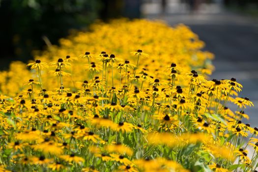 long flower bed of zinnias