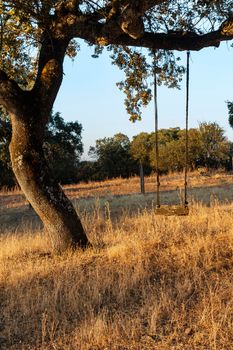 Swing in an acorn tree at sunset in southern Andalusia, Spain