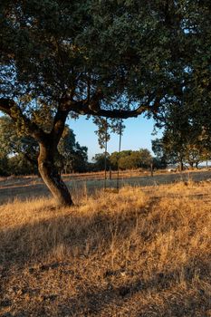 Swing in an acorn tree at sunset in southern Andalusia, Spain