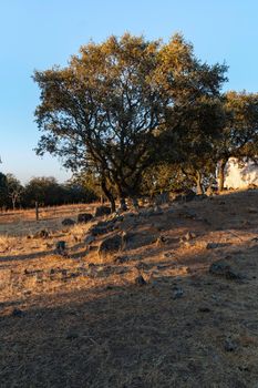 Sheep farm at sunset in southern Andalusia, Spain