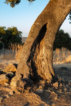 Trunk of an old acorn tree at sunset in southern Andalusia, Spain