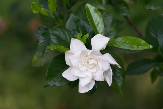 Large white Camellia flower among the dark and bright shiny leaves and blurred background