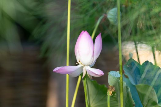 Natural background with Lotus flowers on the background of leaves.