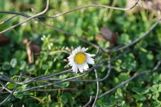 natural background with white Daisy in the green grass among the steel wire