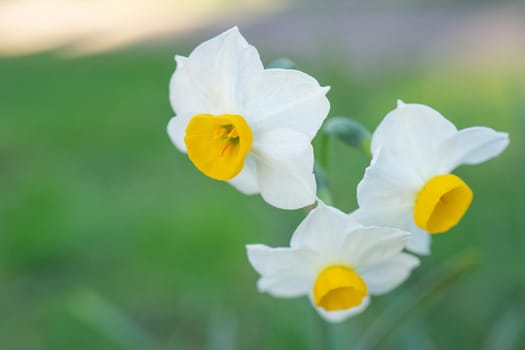 Natural background with white daffodil flowers.