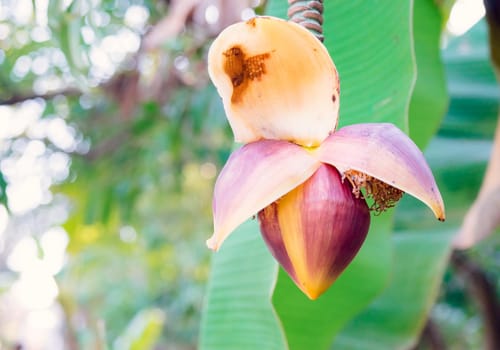 Banana flowers on a light blurred background in the tropics.