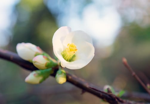 Delicate background with white flower close-up.