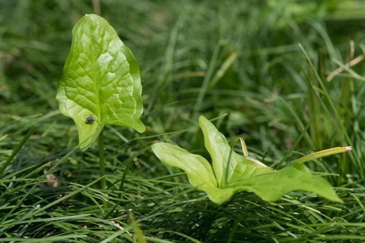 Two bright green leaf sitting on one of them fly on a background of green grass