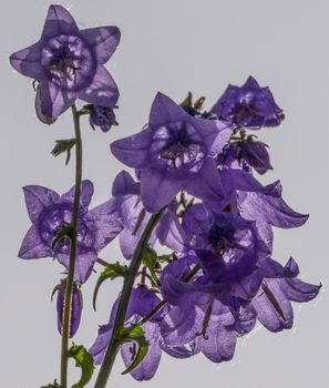 natural background with bell flowers on the background . The beauty of nature