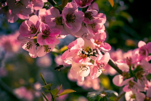 Pink petals of spring flowers on long branches attract insects to collect nectar
