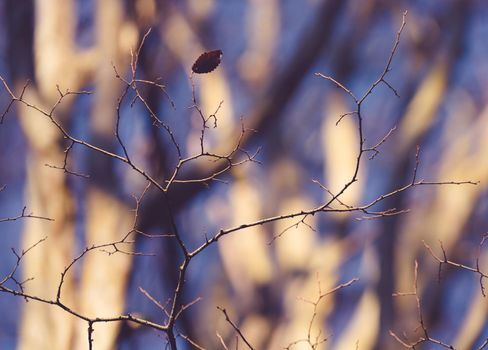 thin branches without leaves on a blurred gray-blue background
