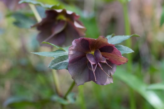Natural background with flowers of hellebore Caucasian.