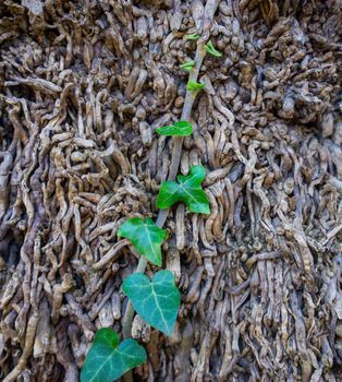 Natural background of dry branches and green ivy shoots.