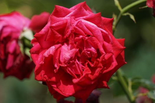 Floral background with lush red roses. For design and networking.