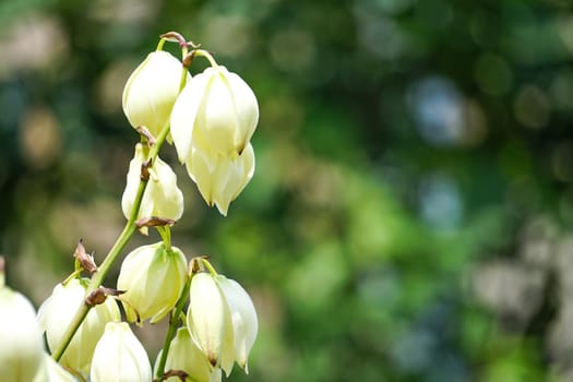 flower background with Yucca among green leaves on a Sunny day