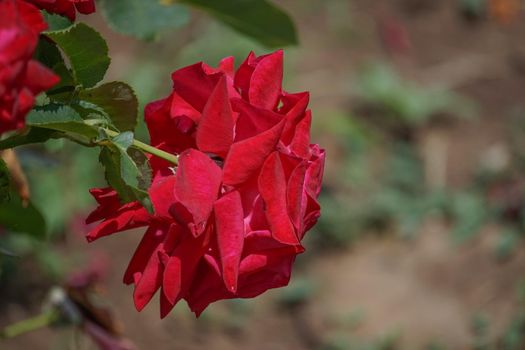 Floral background with lush red roses. For design and networking.