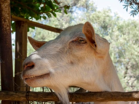 Portrait of a brown goat. Greece.