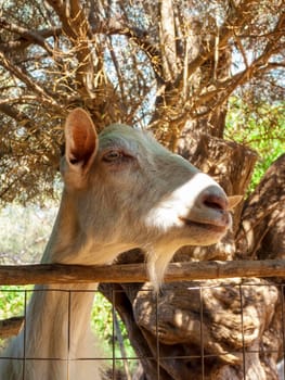 Portrait of a brown goat. Greece.