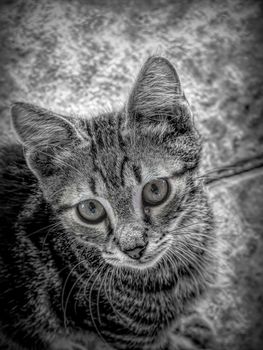 Close-up portrait of a tabby house cat in black and white.
