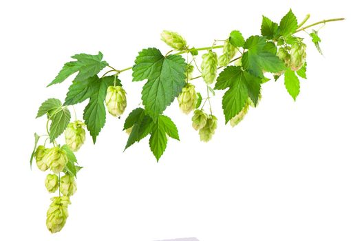 Fresh green hop branch, isolated on a white background. Hop cones for making beer and bread. Close up