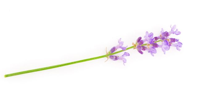 Lavender flowers bundle on a white background.