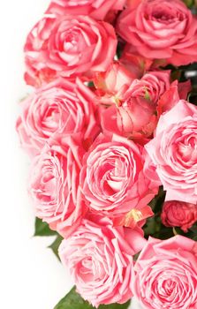 the light pink rose flower bouquet background