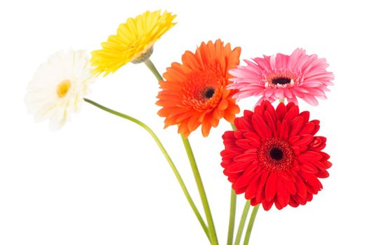 Beautiful gerbera flowers isolated on white background