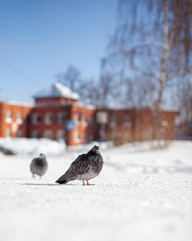 Beautiful pigeons sit in the snow in the city park in winter. High quality photo