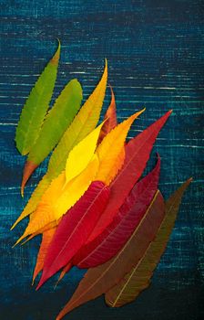 colorful fall leaf background. autumn leaves palette