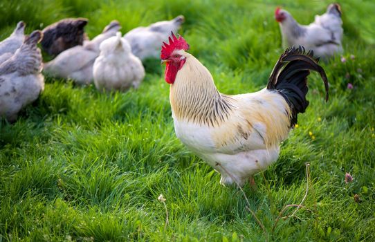 Rooster and Chickens. Free Range Cock and Hens.