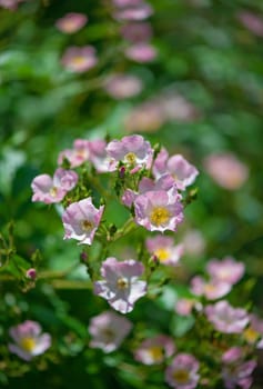 Beautiful climbing roses in spring in the garden.