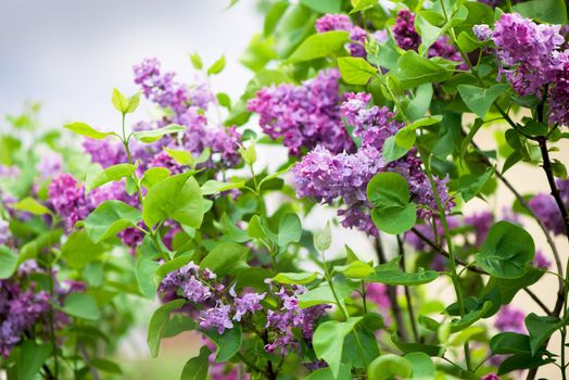 Lilac blooms. A beautiful bunch of lilac closeup.